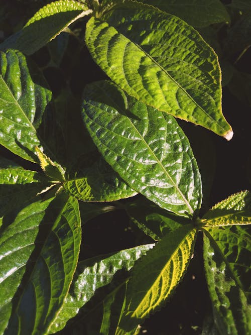 Fleshy Green Leaves