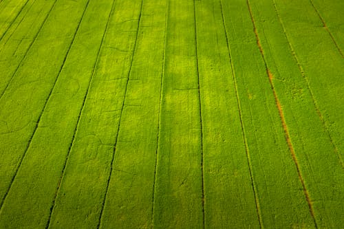 Бесплатное стоковое фото с высокий угол обзора, зеленый, поле