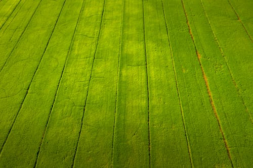 Drone Shot of Green Field