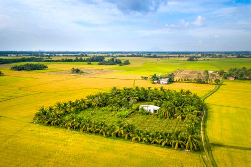 Free Drone shot showcasing vibrant fields and palm tree groves in a rural setting. Stock Photo