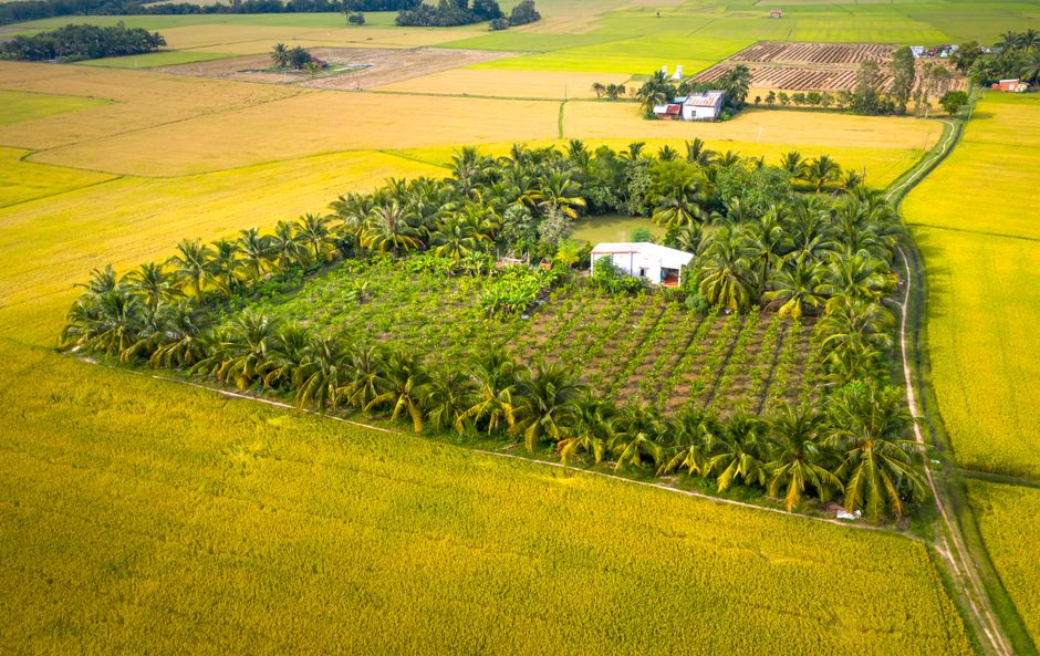 Drone shot of a countryside farm surrounded by palm trees.