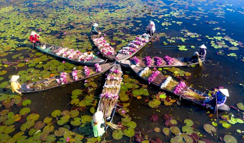 Foto profissional grátis de barcos, comerciantes, flores