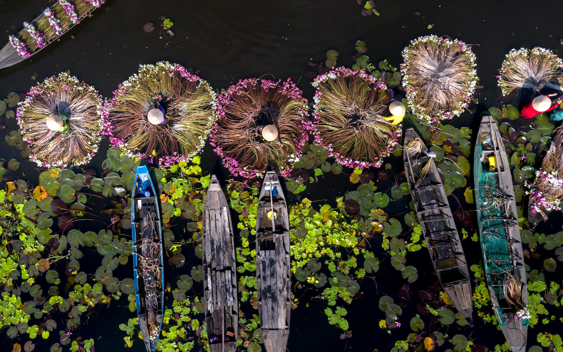 A beautiful drone shot capturing farmers on boats collecting vibrant water lilies.