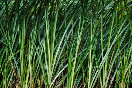 Free Detailed image of fresh, tall grass blades with vibrant green hues. Stock Photo
