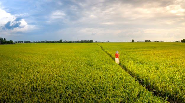 A lone person stands in a vibrant green rice field under a cloudy sky, capturing rural tranquility.