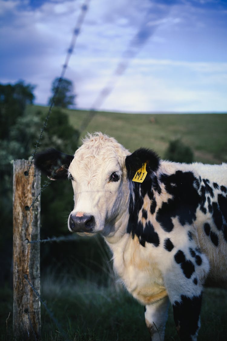 A Cattle With Ear Tag