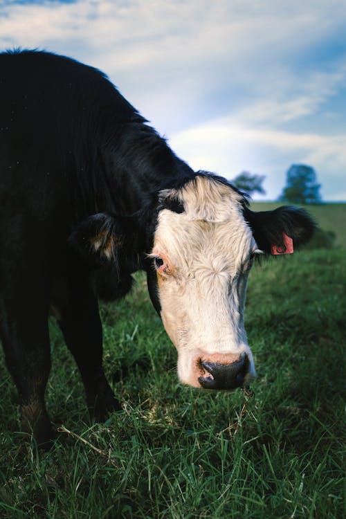 Δωρεάν στοκ φωτογραφιών με αγελάδα, βόδια, γκρο πλαν