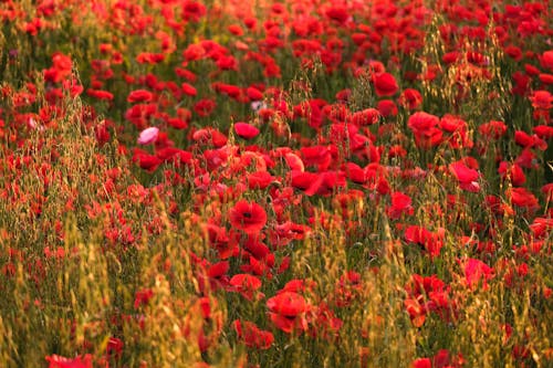 Photos gratuites de centrales, clairière, coquelicots