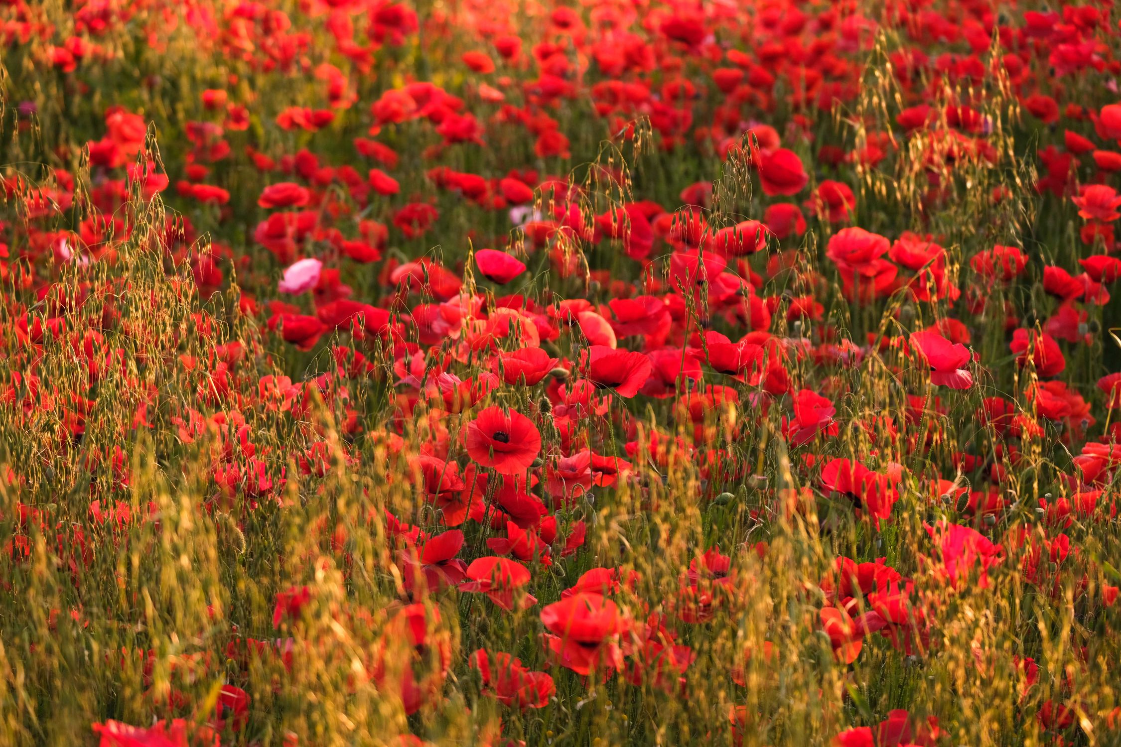 A Field of Poppies · Free Stock Photo