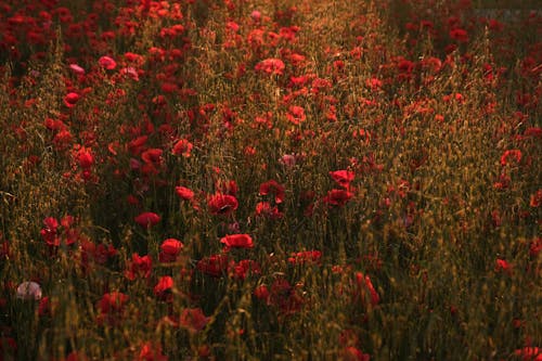 Free Poppy Flowers on a Flower Field  Stock Photo