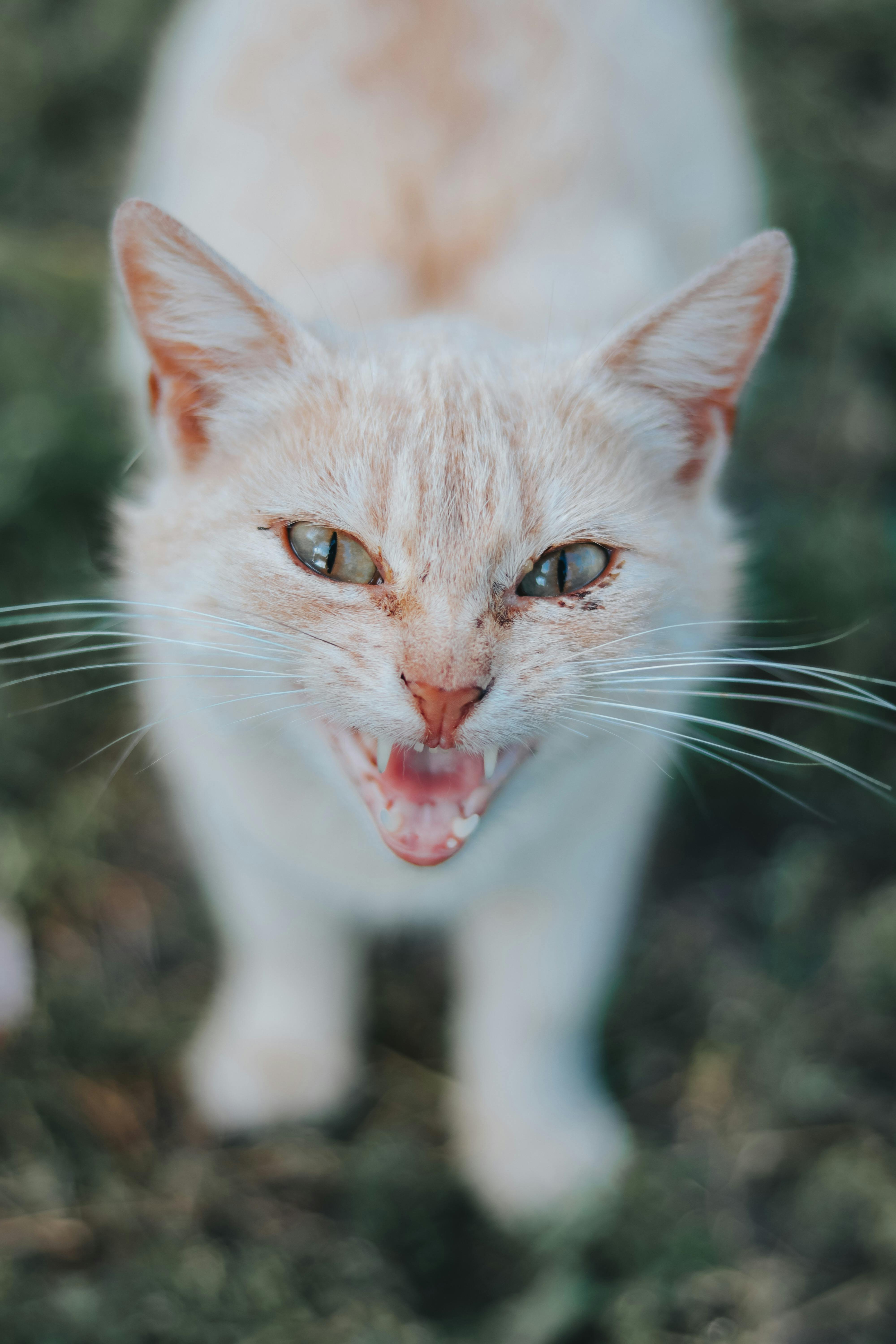 a cat with mouth open looking at the camera