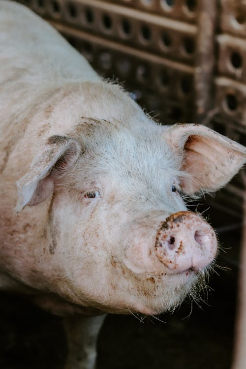 Close-up Photo of a Pig 