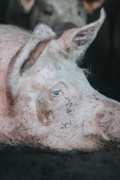 Close-up Photo of a Pig