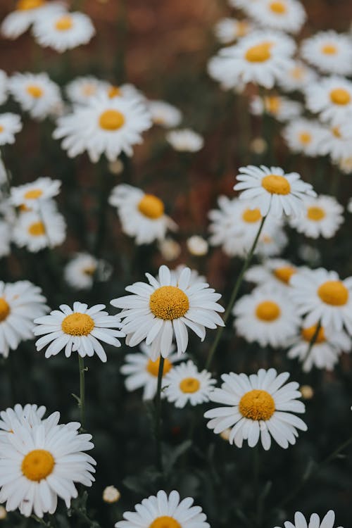 꽃, 꽃가루, 꽃이 피는의 무료 스톡 사진