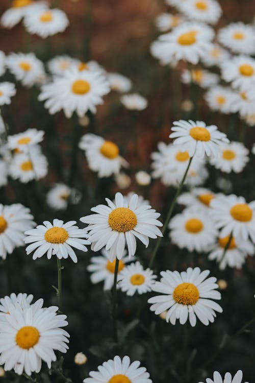 White Daisy Flowers in Bloom