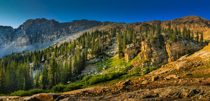 落基山的松树郁郁葱葱，晴朗的蓝天映衬着充满活力的夏季景色