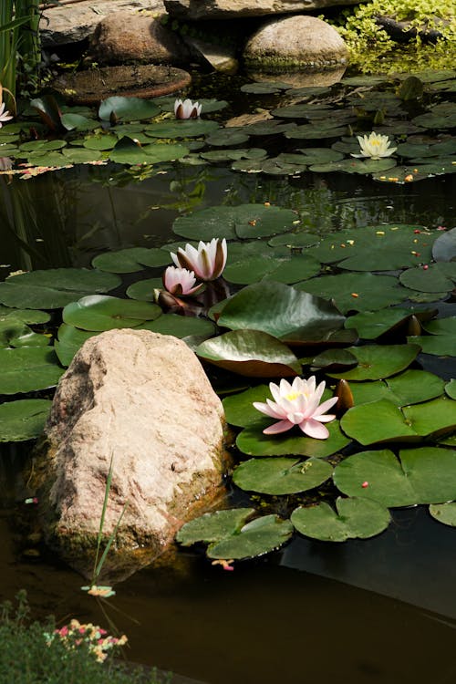 Foto stok gratis bantalan lily, batu, bunga teratai