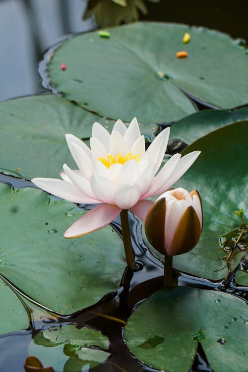 Pink Lotus Flower on Water