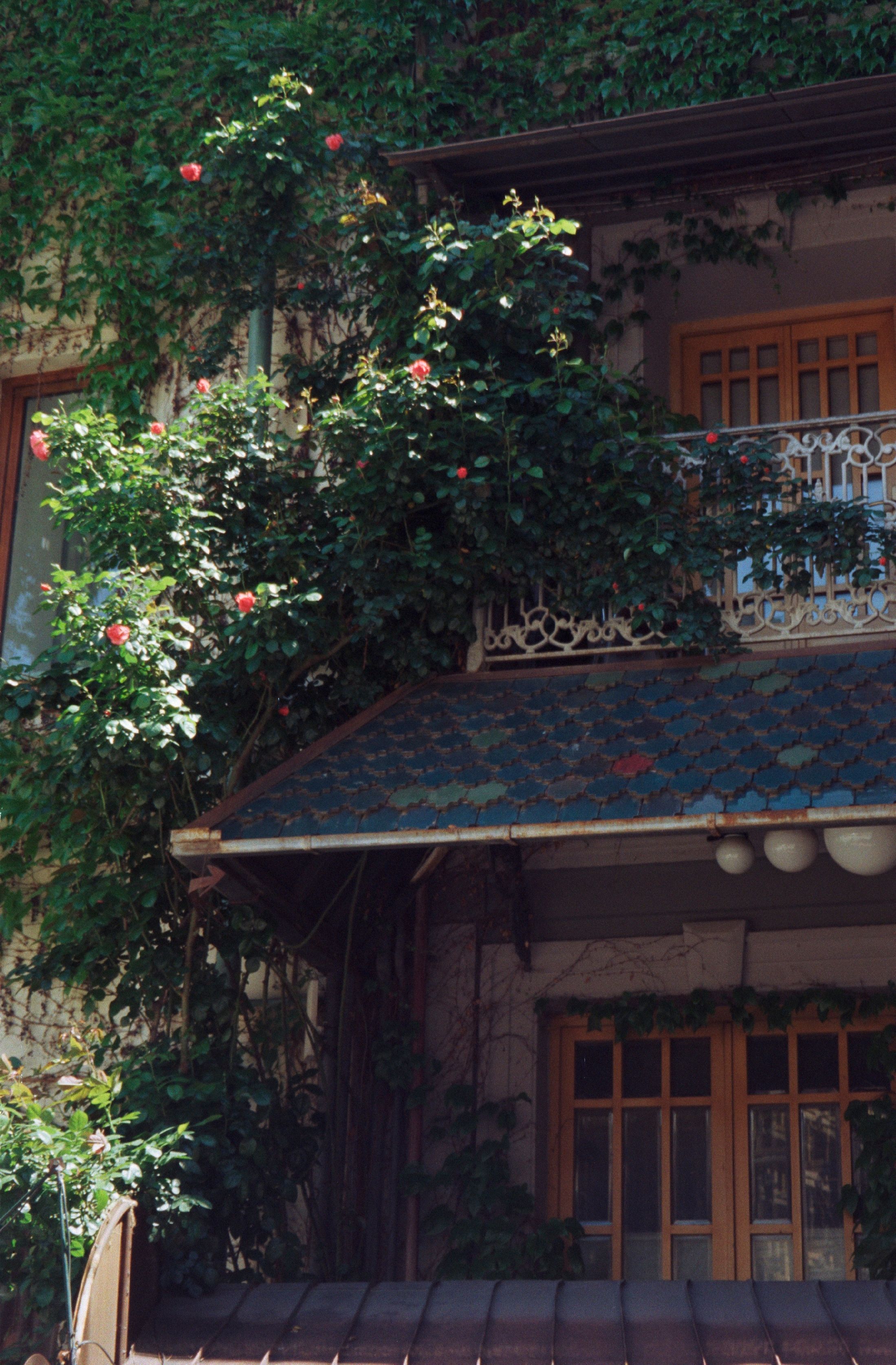 A beautiful house exterior covered with lush green ivy and blooming roses.