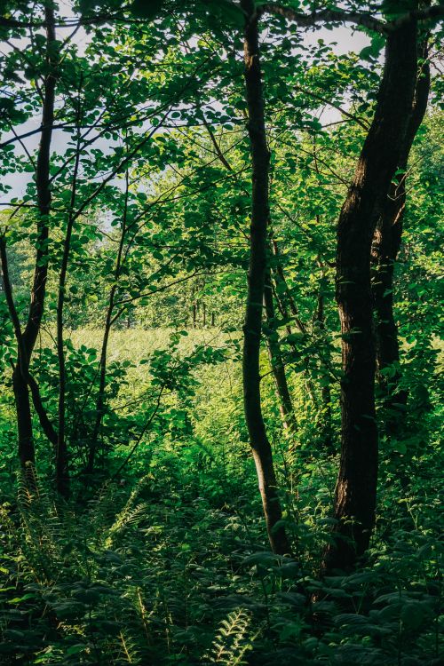 Free Discover the serene beauty of Trabzon's lush green forest bathed in daylight. Stock Photo