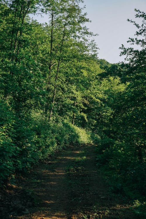 Základová fotografie zdarma na téma bujný, chodník, les