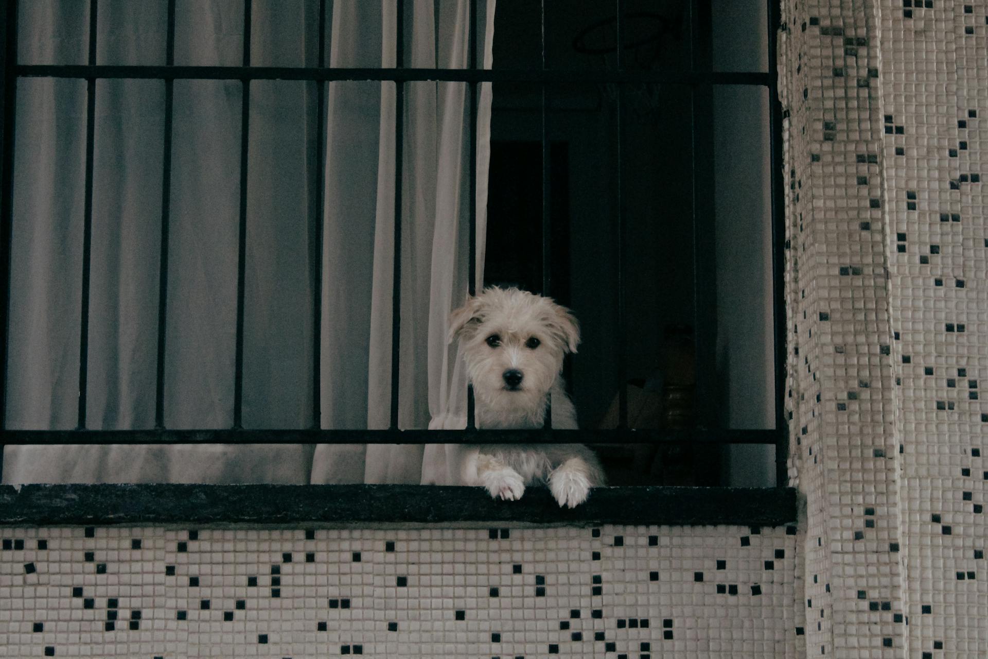 Westiepoo Dog on a Window