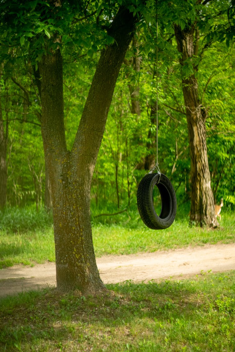 Hanging Tire Swing On A Tree