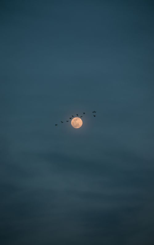 Free A serene scene of birds flying across a full moon at night in İzmir, Turkey. Stock Photo