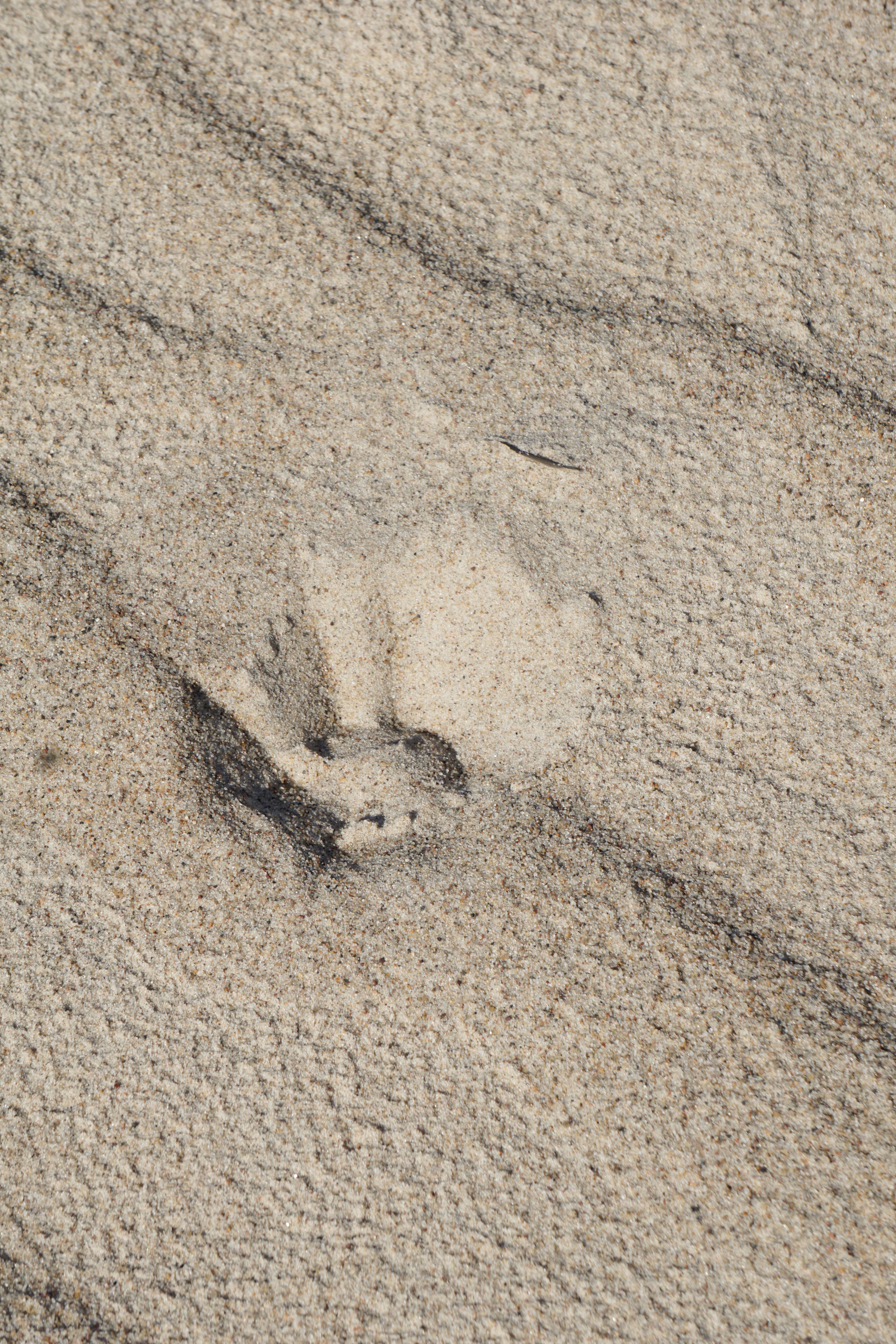 Detailed view of sand texture showcasing natural patterns and grains.