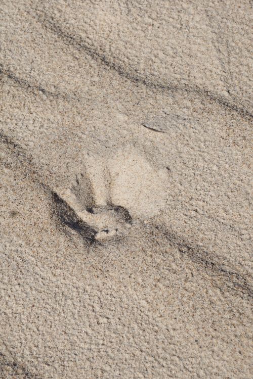 Free Detailed view of sand texture showcasing natural patterns and grains. Stock Photo