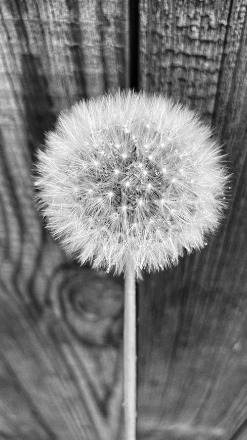 Free Foto stok gratis alam, bunga, bunga dandelion Stock Photo