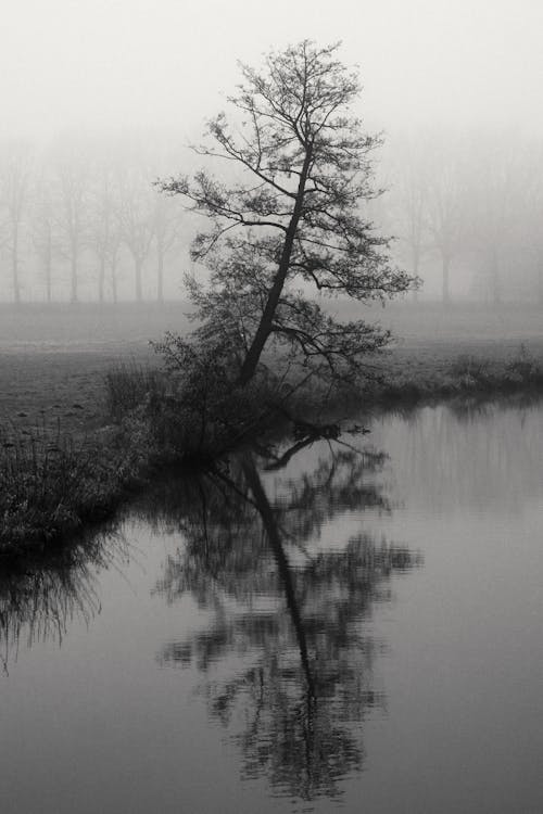 Grayscale Photo of a Tree by the River