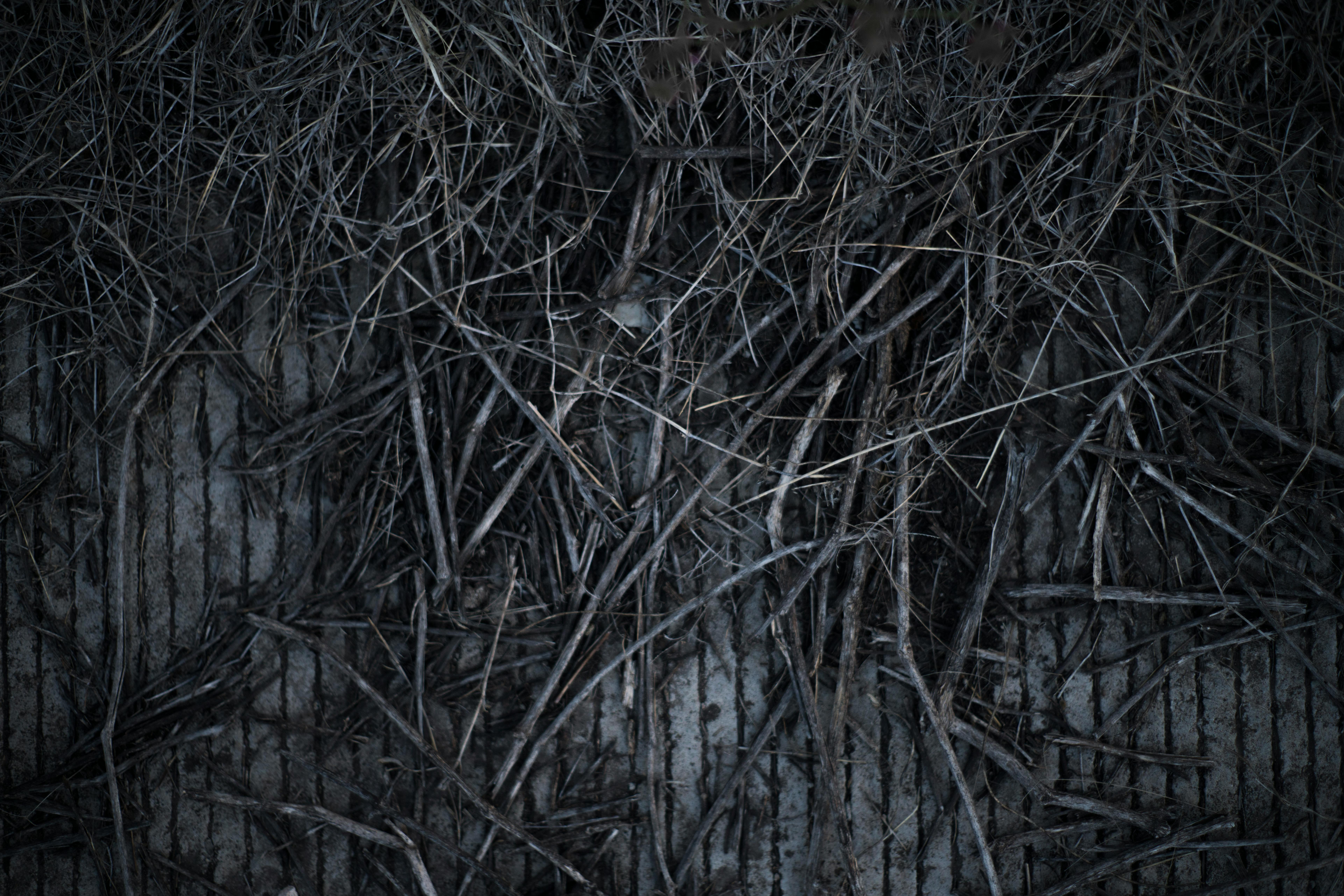 Free stock photo of black and white, contrast, gray