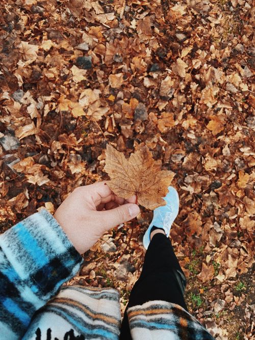 Free Hand holding a maple leaf during a fall walk in Queenstown, NZ. Stock Photo