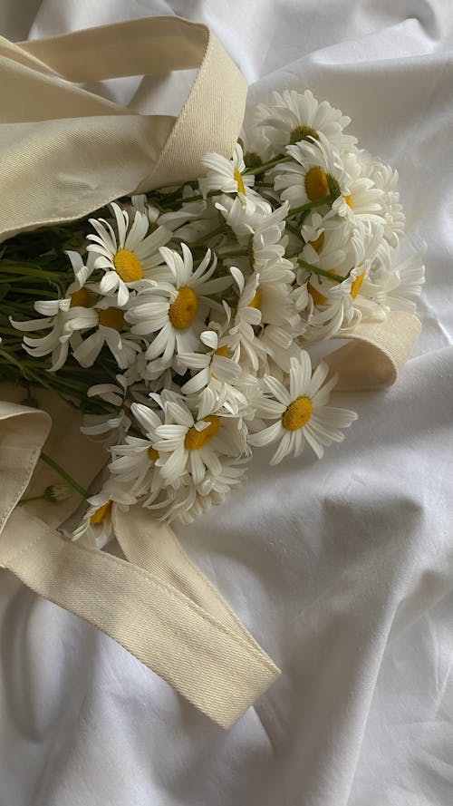 Close-up of White Daisy Flowers 