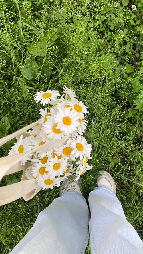 Free Close-up of fresh chamomiles in a bag, on lush green grass during a summer day. Stock Photo
