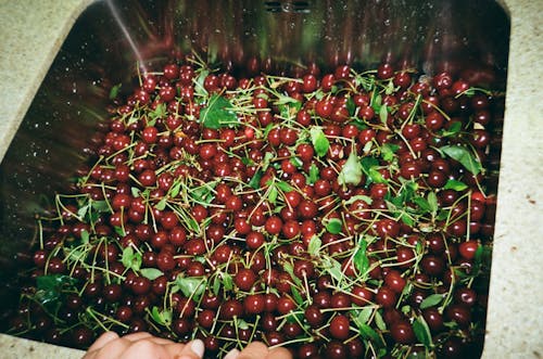 Free Red Cherries Stock Photo