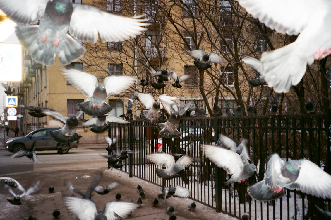 Flock of Pigeons Near Black Fence