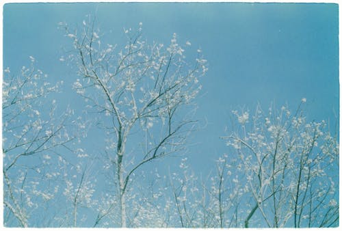Foto d'estoc gratuïta de arbres, cel, constipat