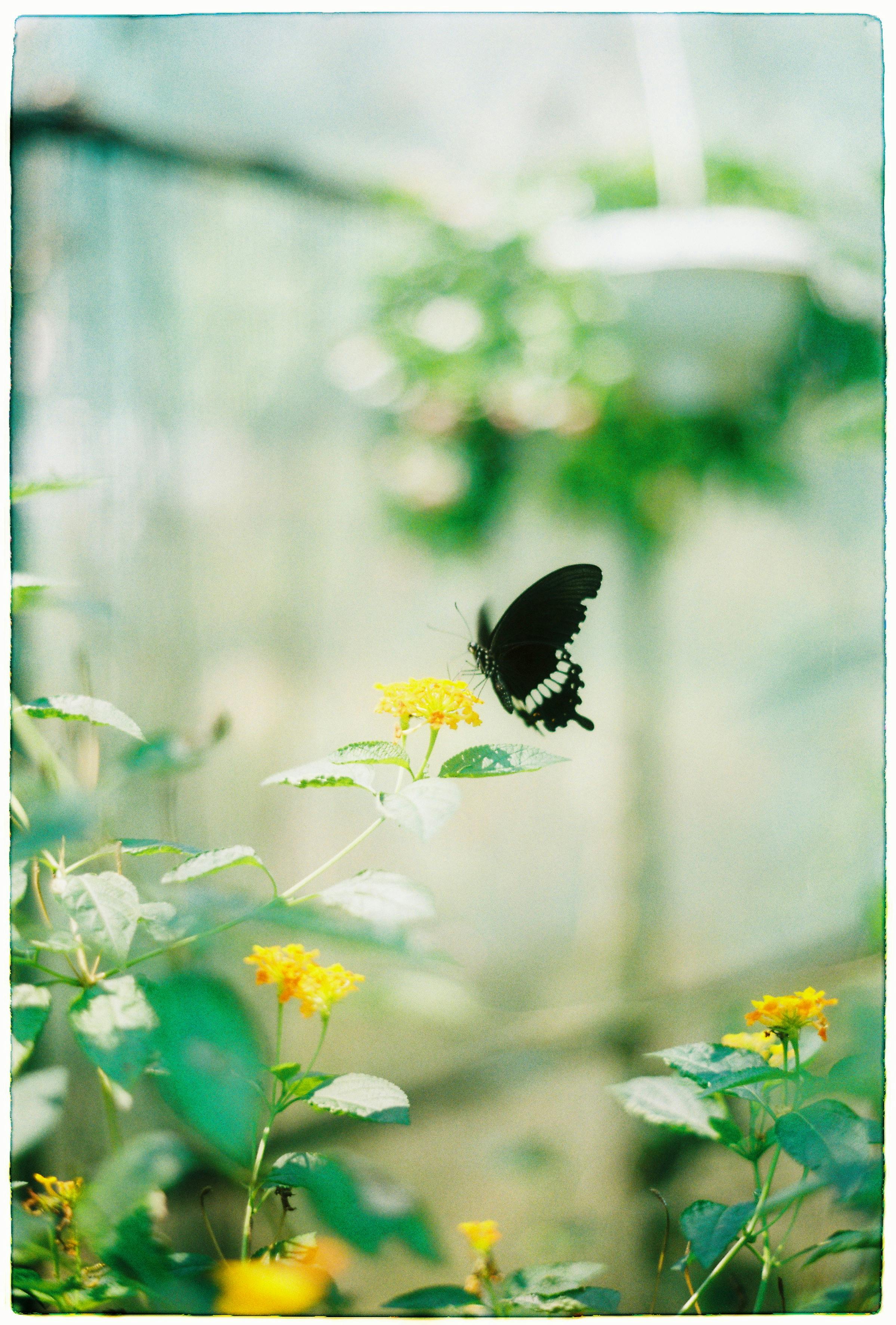 A black butterfly delicately perched on vibrant yellow flowers in a lush green garden.