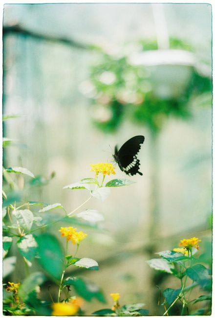 A black butterfly delicately perched on vibrant yellow flowers in a lush green garden.