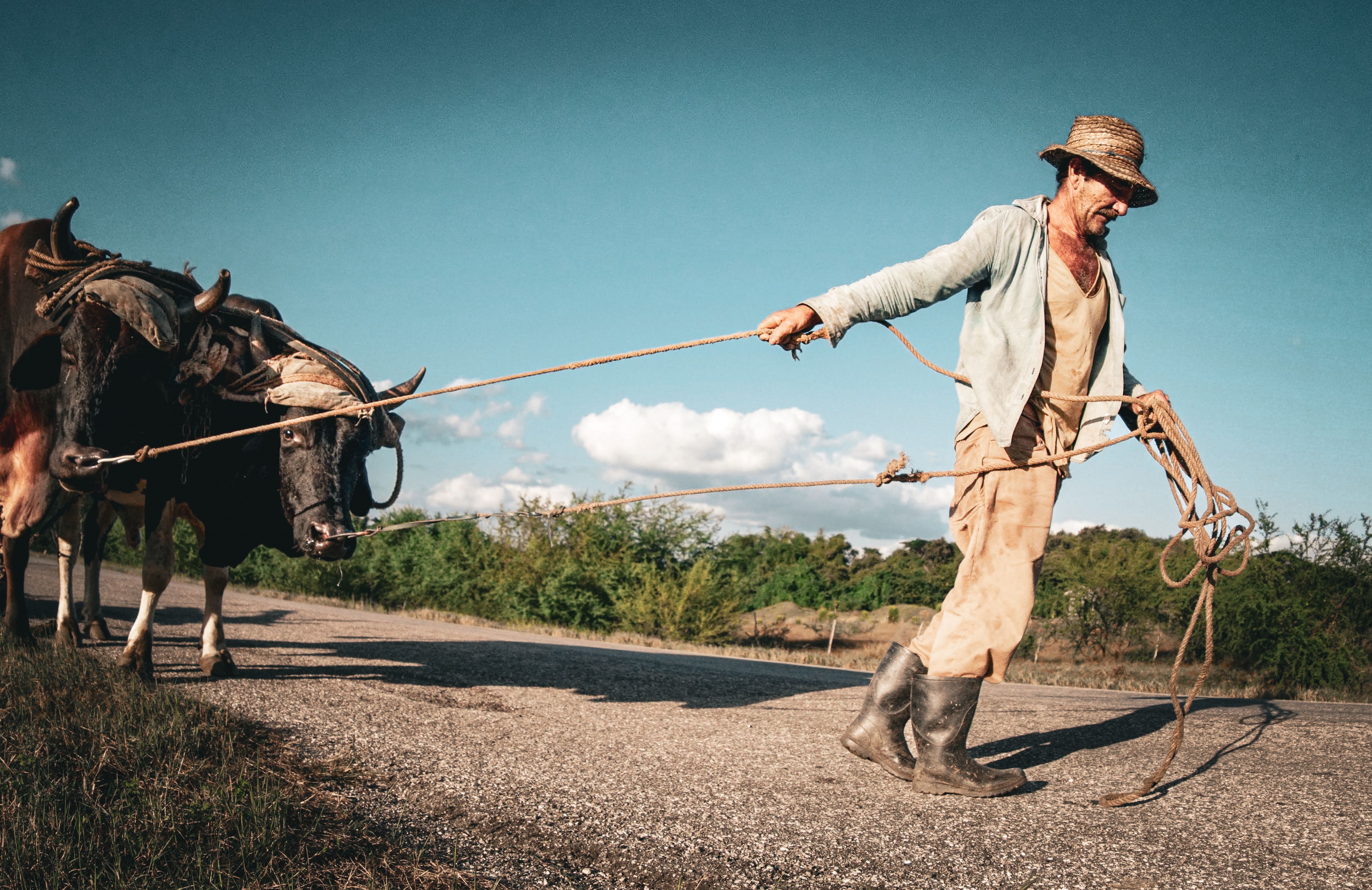 Farmer Riding a Carriage Pulled by Cows · Free Stock Photo