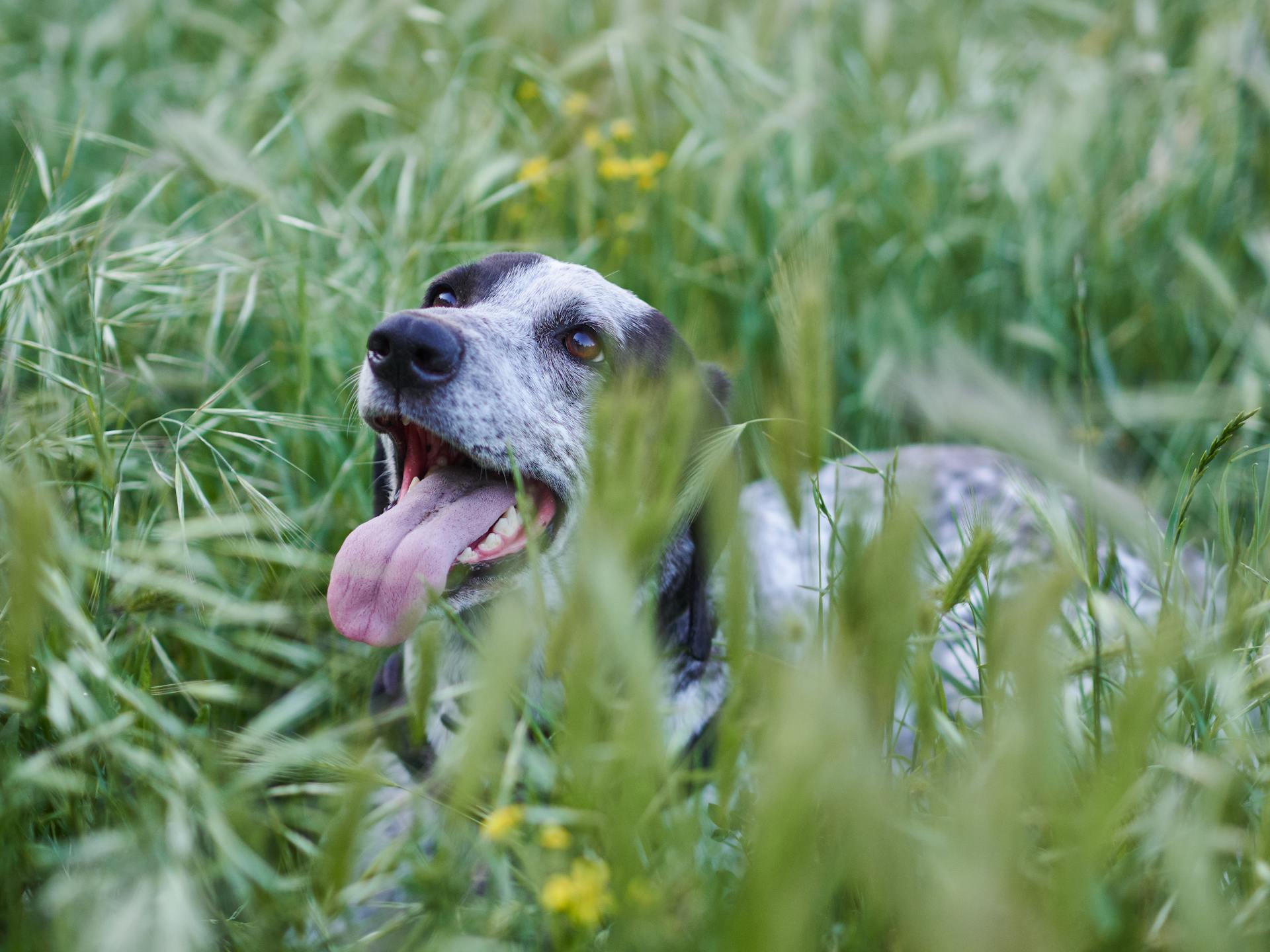 Cute Dog on Green Grass