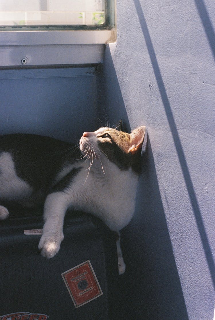 Close-up Of A White And Gray Cat