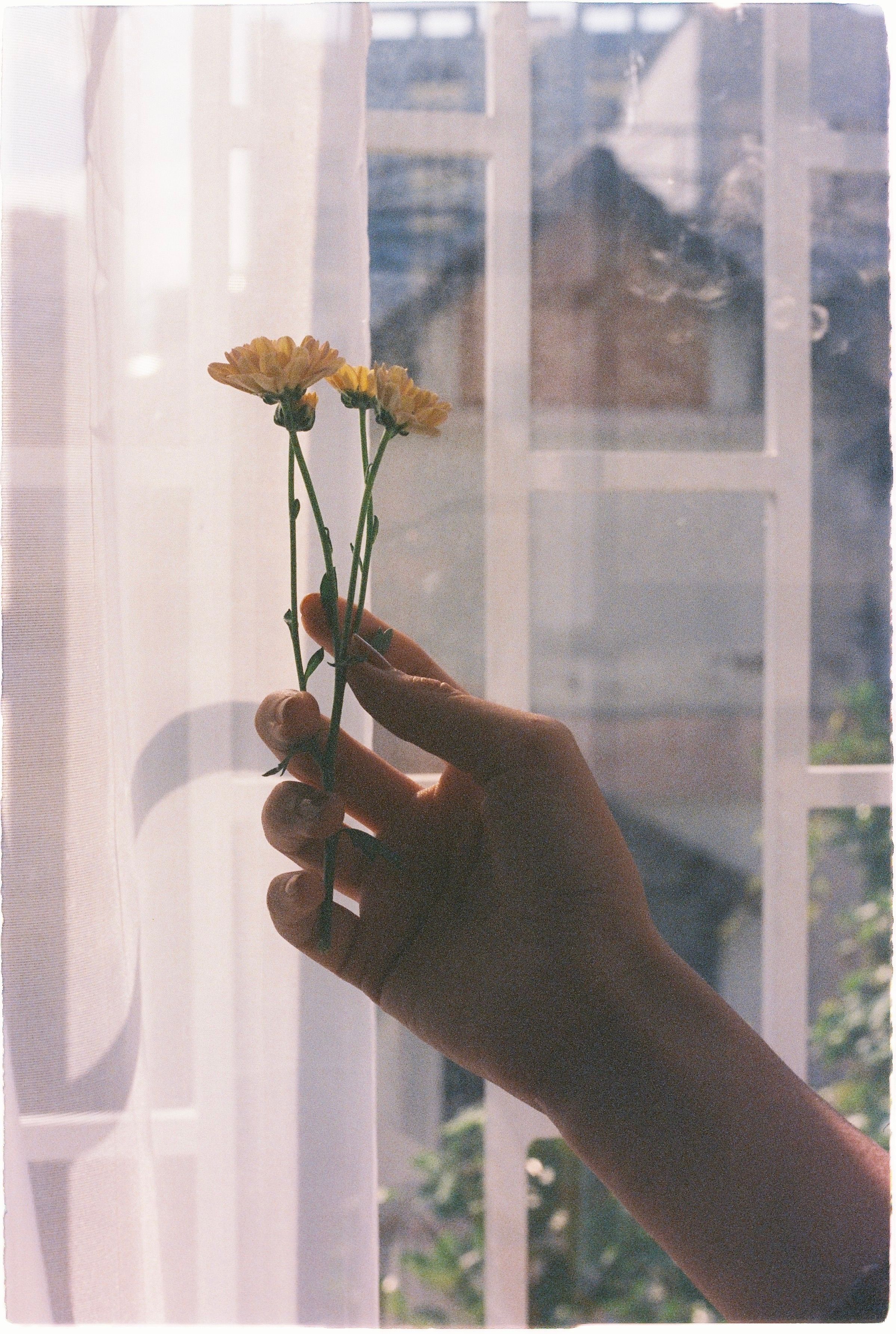 A gentle hand holds yellow flowers against a soft indoor light background.