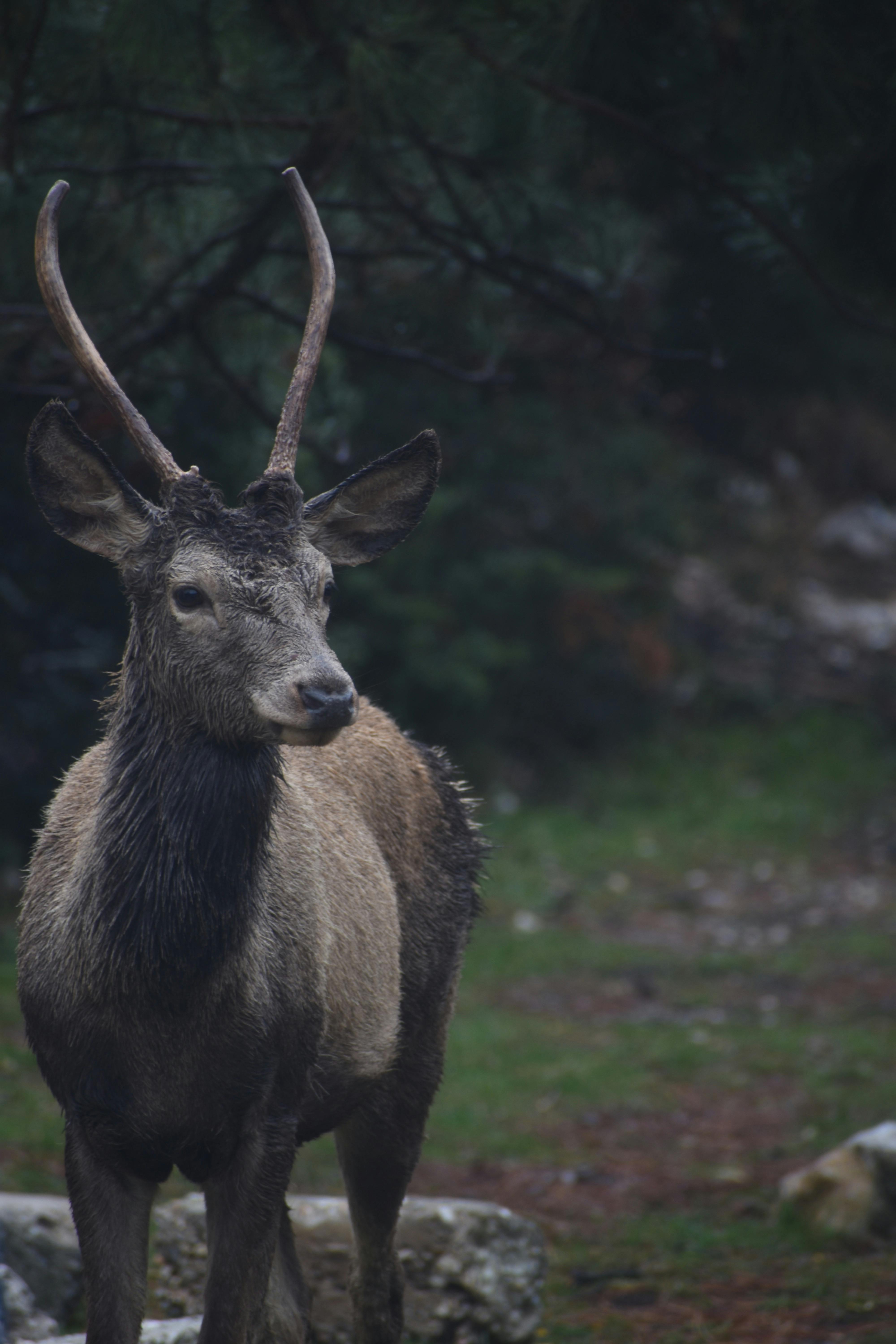 grátis Foto profissional grátis de @exterior, amável, ameaçado de extinção Foto profissional