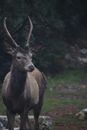 Free stock photo of animal, animal lover, athens