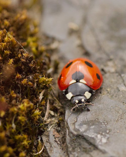 Ladybird in Macro Photography 