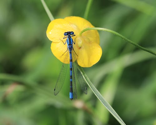 Безкоштовне стокове фото на тему «damselflies, впритул, жовта квітка»