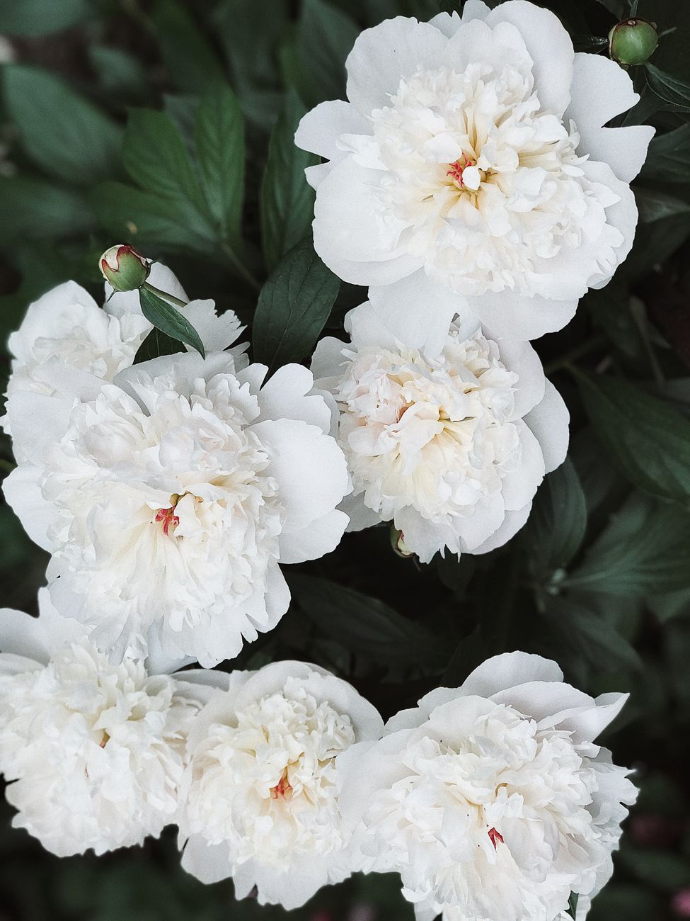 Propagating Favorite Perennials from Root Cuttings: A Step-by-Step Guide for Peonies, Oriental Poppies, and Phlox